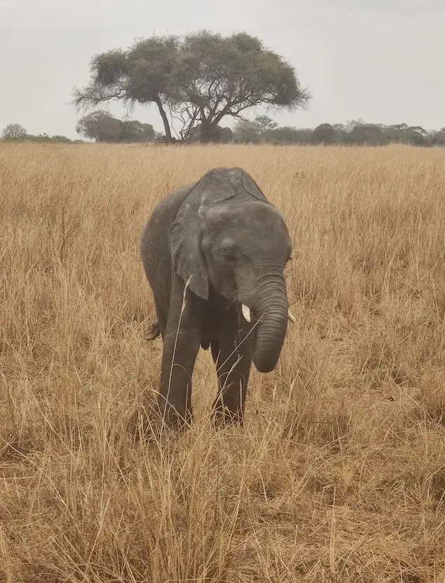 Young elephant walking through golden grassland